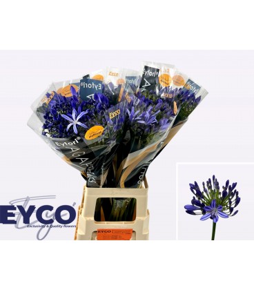 agapanthe Eyfori blue 65 cm