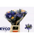 agapanthe Eyfori blue 65 cm
