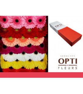Gerbera Mix x 25