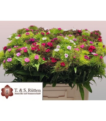 Dianthus barb Mix dans botte 40 cm