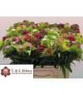 Dianthus barb Mix dans botte 60 cm