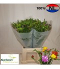 Freesia mix 