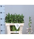 Dracaena Lucky bamboo 50 cm