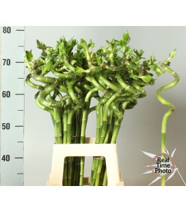 Dracaena Lucky bamboo Droit 70 cm