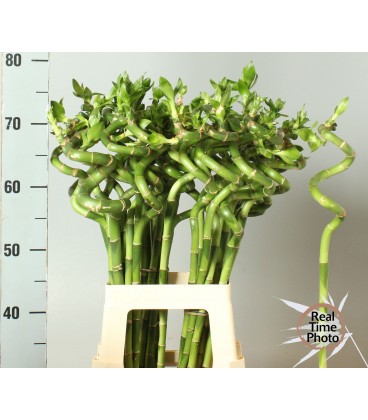 Dracaena Lucky bamboo 70 cm