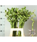 Dracaena Lucky bamboo Droit 70 cm