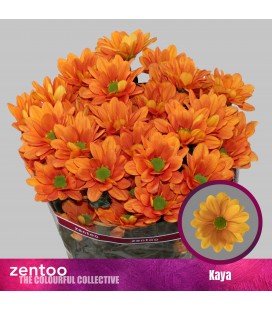 Chrysantheme Kaya 70 cm