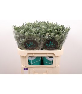 Chardon Gemini questar 70 cm