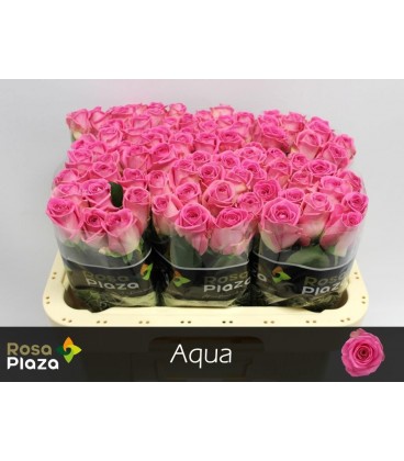 Rose Aqua 60 cm