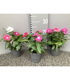 Vinca pot de 10.5 mix coul