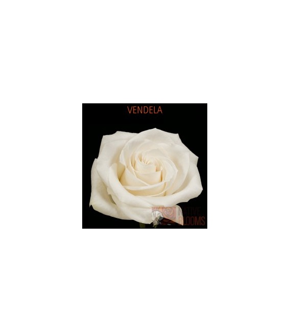 Rose Equateur Vendela 50 cm