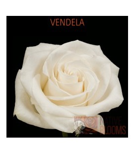 Rose Equateur Vendela 50 cm x 25