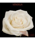 Rose Equateur Vendela 50 cm x 25