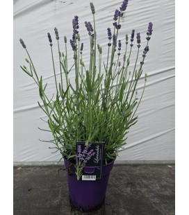 Lavande hidcote pot de 13 H20/25 cm