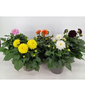 Dahlia Grandalia Ø 17