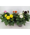Dahlia Grandalia Ø 17