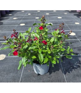 Sauge Greggii Bleu, rouge ,rose Ø13