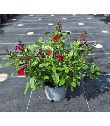 Sauge Greggii Bleu, rouge ,rose Ø13