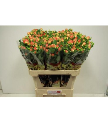 Rose Branchue Babe 70 cm