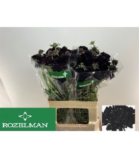 Scabieuse Black scoop 60 cm