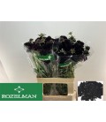 Scabieuse Black scoop 60 cm