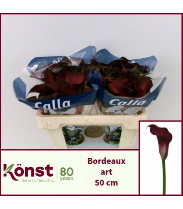 Calla Bordeaux art 50 cm