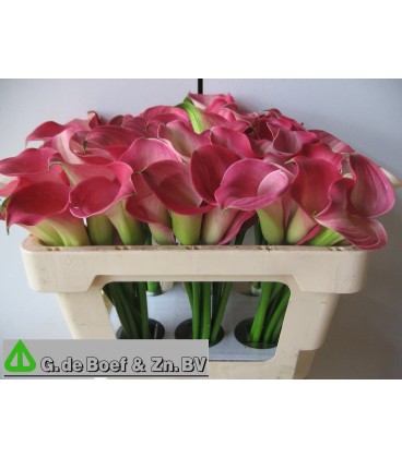 Calla ov 50 cm