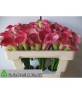 Calla ov 50 cm