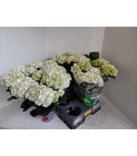 Hortensia Wudu pot de 15