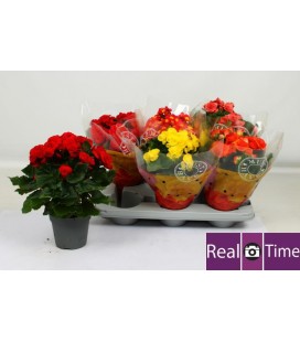 Begonia Heliator pot de 14