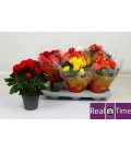 Begonia Heliator pot de 14