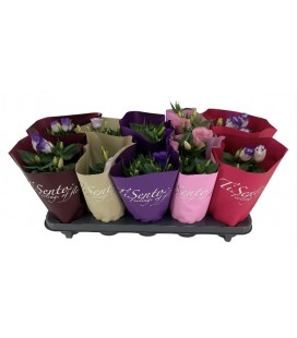 Lisianthus Ø 10.50