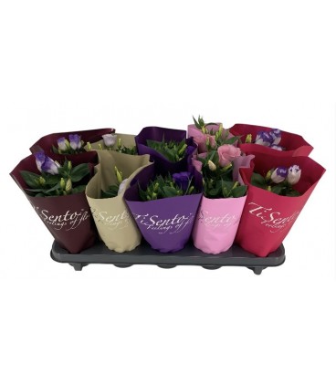 Lisianthus Julietta Ø 12