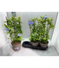 Plumbago Ø 19 h 60