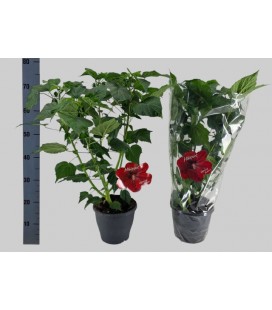 Hibiscus red Oak Ø 23 h 75