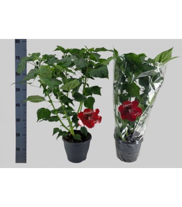 Hibiscus red Oak Ø23 h 60