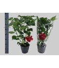 Hibiscus red Oak Ø 23 h 75