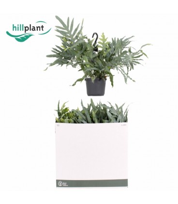 Phlebo Blue Star Ø 17h 50