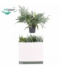 Phlebo Blue Star Ø 17 h 50