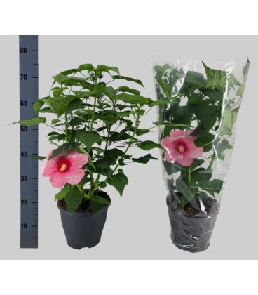 Hibiscus Mosquito Ø 23 h 70