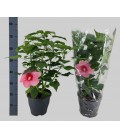 Hibiscus Mosquito Ø 23 h 70
