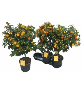 Lantana simon orange pot de 19 h 75