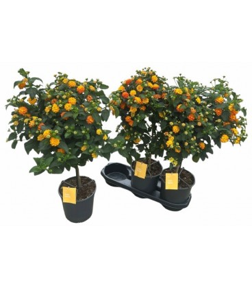 Lantana simon orange pot de 17