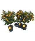Lantana simon orange pot de 19 h 75