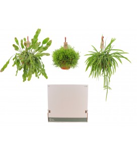 Rhipsalis Ø 21 h 40