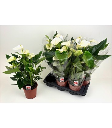 Anthurium Pristino Ø17 h50