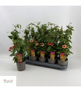 Thunbergia orange Ø 12 h 50