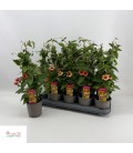 Thunbergia orange Ø 12 h 50
