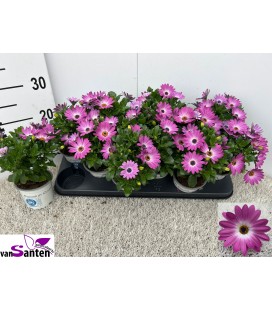 Osteo Rose Ø 10.5