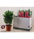 Lys or entertainer Ø19 